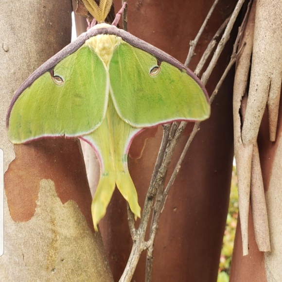 Meet your Posher, Lissa - Picture 1 of 1